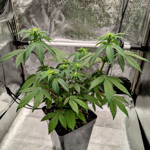 Runtz Muffin 3 growlog timeline photo