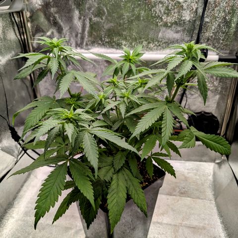 Runtz Muffin 2 growlog timeline photo