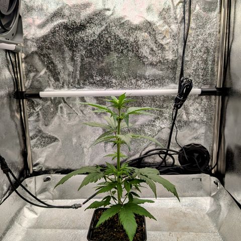 H/01-P1 growlog photo: Weiber
