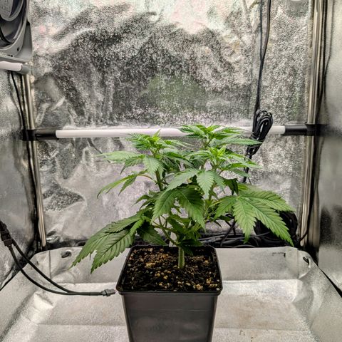 I/01-F1 growlog photo: Erst Weiber, dann Kerle