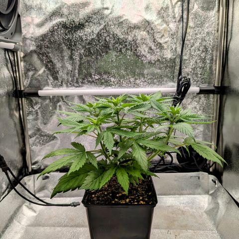 I/01-F1 growlog photo: Erst Weiber, dann Kerle