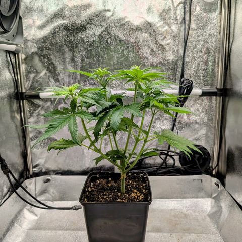 I/01-F1 growlog photo: Erst Weiber, dann Kerle