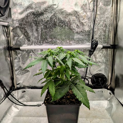I/01-F1 growlog photo: Erst Weiber, dann Kerle