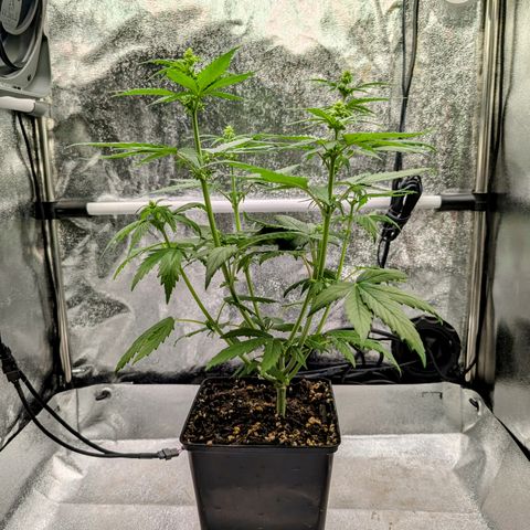 I/01-F1 growlog photo: Erst Weiber, dann Kerle