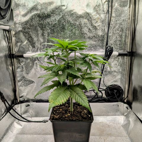 I/01-F1 growlog photo: Erst Weiber, dann Kerle