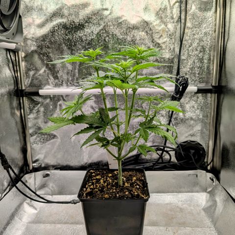 I/01-F1 growlog photo: Erst Weiber, dann Kerle