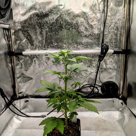 H/01-P1 growlog photo: Weiber