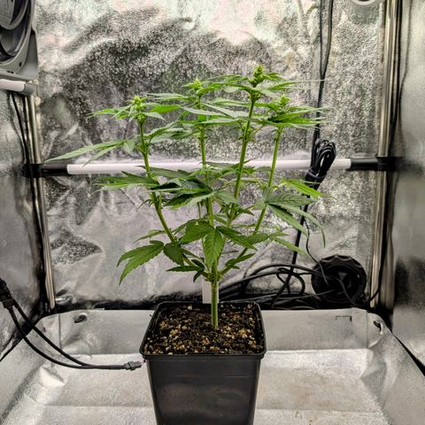 I/01-F1 growlog photo: Erst Weiber, dann Kerle