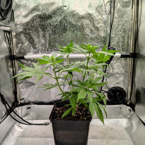 I/01-F1 growlog photo: Erst Weiber, dann Kerle