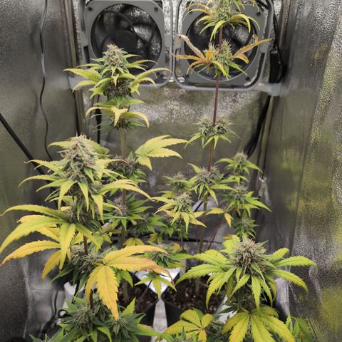 H/01-P1 growlog timeline photo