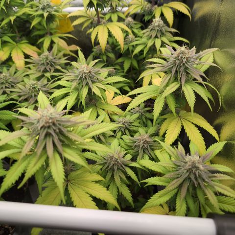 Runtz Muffin 2 growlog timeline photo