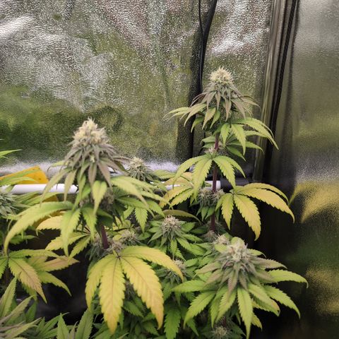 Runtz Muffin 3 growlog timeline photo