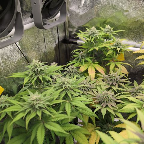 I/01-F1 growlog timeline photo