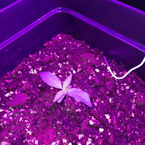 Moby-D Frank growlog photo: Nuevas hojas ya en crecimiento.