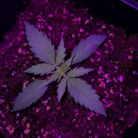 Moby-D Frank growlog timeline photo