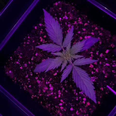 Moby-D Frank growlog timeline photo