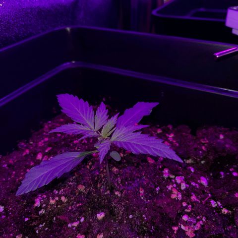 Moby-D Frank growlog timeline photo