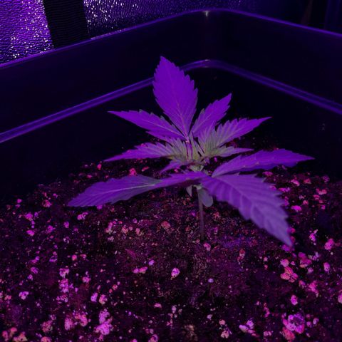 Moby-D Frank growlog timeline photo