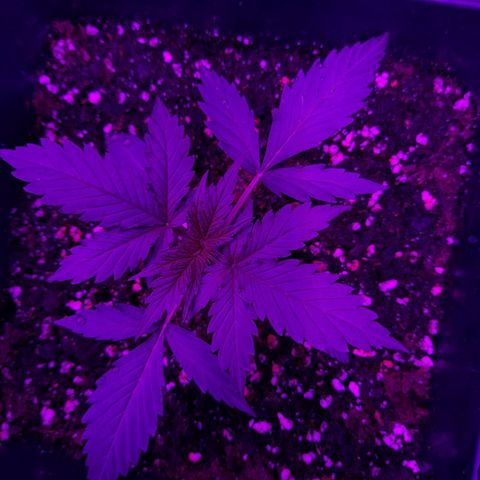 Moby-D Frank growlog timeline photo