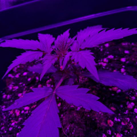 Moby-D Frank growlog timeline photo