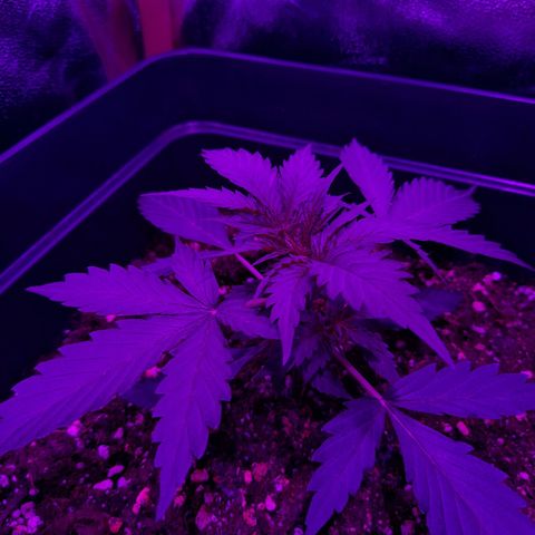 Moby-D Frank growlog timeline photo