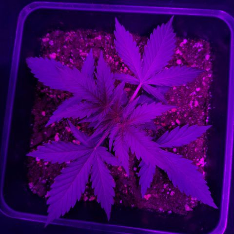 Moby-D Frank growlog timeline photo