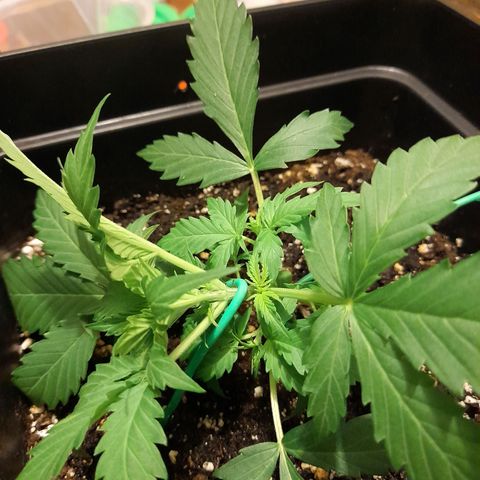 Moby-D Frank growlog timeline photo