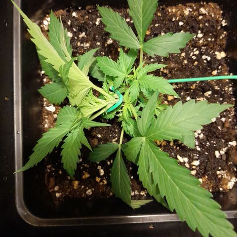 Moby-D Frank growlog timeline photo
