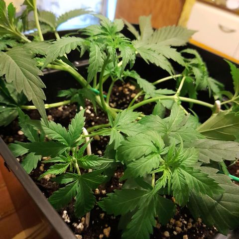 Moby-D Frank growlog timeline photo