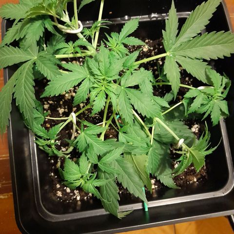 Moby-D Frank growlog timeline photo