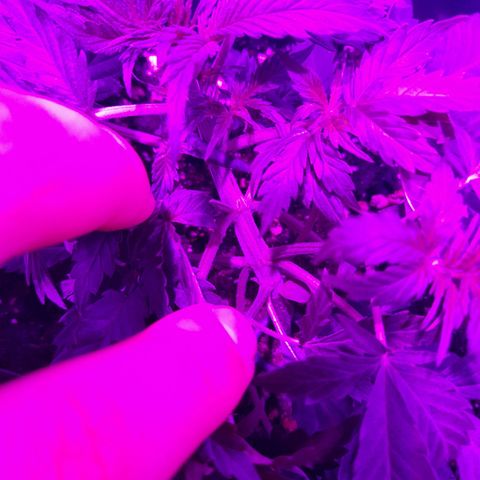 Moby-D Frank growlog timeline photo