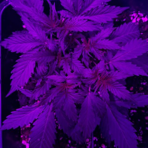 Moby-D Frank growlog timeline photo