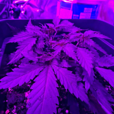 Moby-D Frank growlog timeline photo