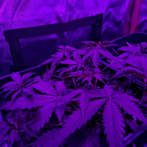 Moby-D Frank growlog timeline photo