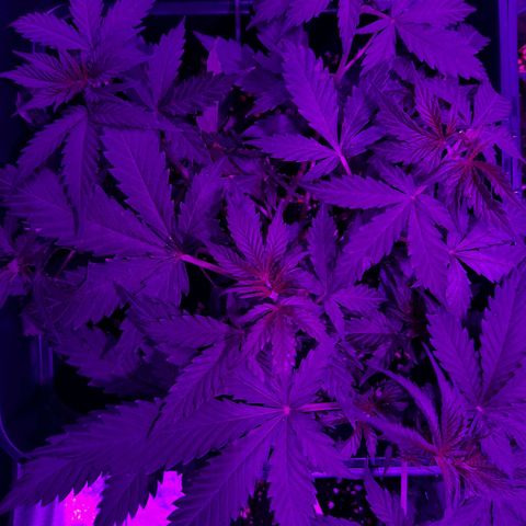 Moby-D Frank growlog timeline photo