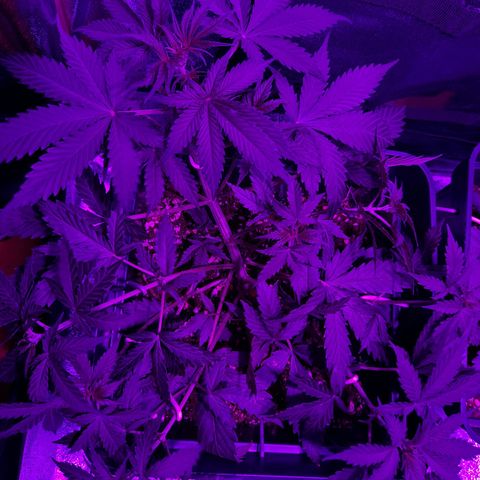Moby-D Frank growlog timeline photo