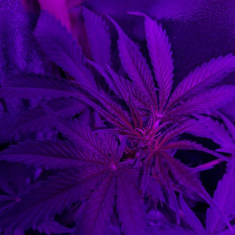 Moby-D Frank growlog timeline photo