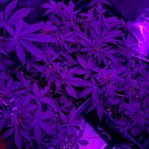 Moby-D Frank growlog timeline photo