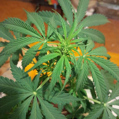 Moby-D Frank growlog timeline photo