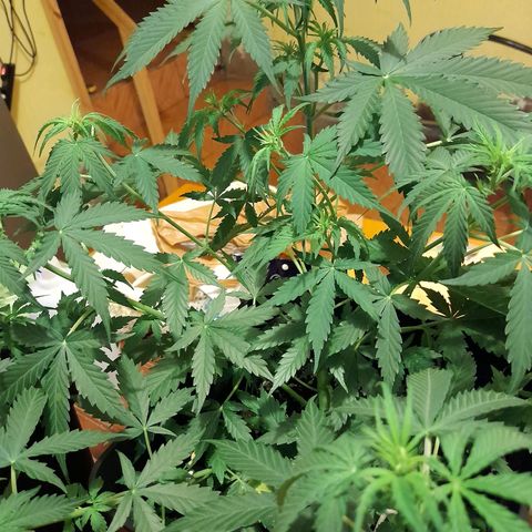 Moby-D Frank growlog timeline photo