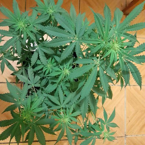 Moby-D Frank growlog timeline photo