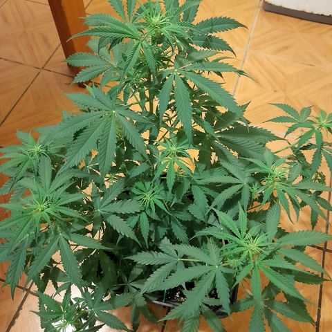 Moby-D Frank growlog timeline photo
