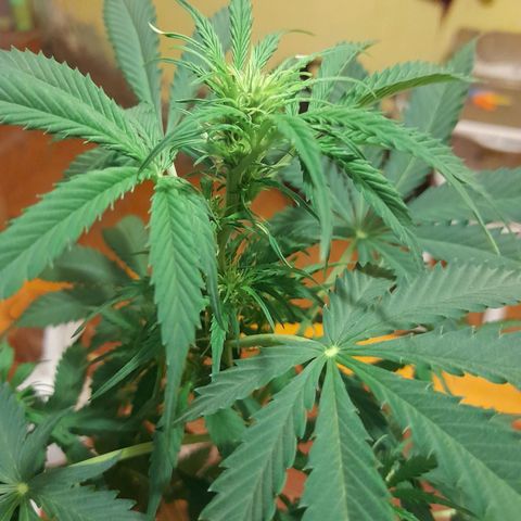 Moby-D Frank growlog timeline photo