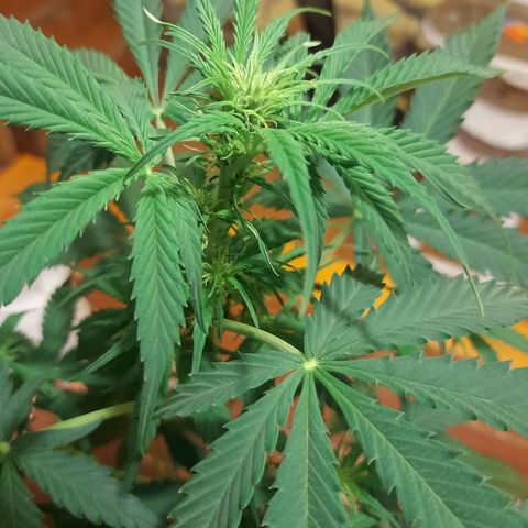 Moby-D Frank growlog timeline photo