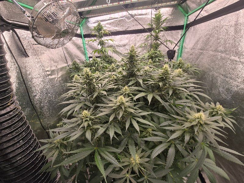 Avatar von Benlovesgrowing
