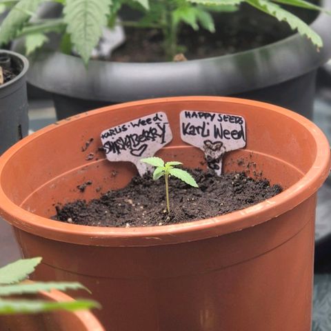 Karli - SHISKABERRY (auto) growlog timeline photo