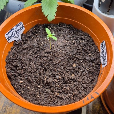 Karli - SHISKABERRY (auto) growlog photo: Neue Lampe 