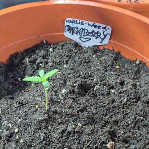 Karli - SHISKABERRY (auto) growlog timeline photo