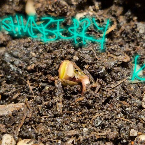 Karli - SHISKABERRY (auto) growlog timeline photo