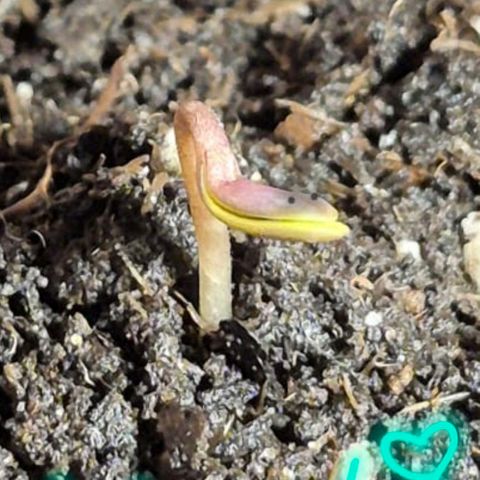 Karli - SHISKABERRY (auto) growlog timeline photo